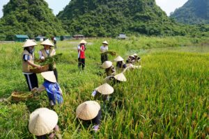 Trải Nghiệm Hè 2026 tại Chùa Tam Chúc