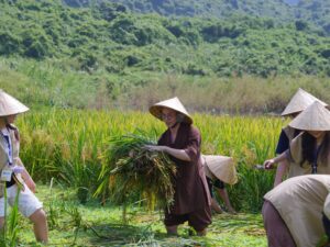 Khóa Trải Nghiệm Hè 2026 trải nghiệm cấy lúa tại Chùa Tam Chúc