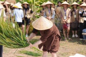 Khóa Trải Nghiệm Hè 2026 trải nghiệm cấy lúa tại Chùa Tam Chúc