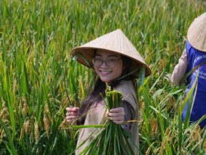 Khóa Trải Nghiệm Hè 2026 trải nghiệm cấy lúa tại Chùa Tam Chúc